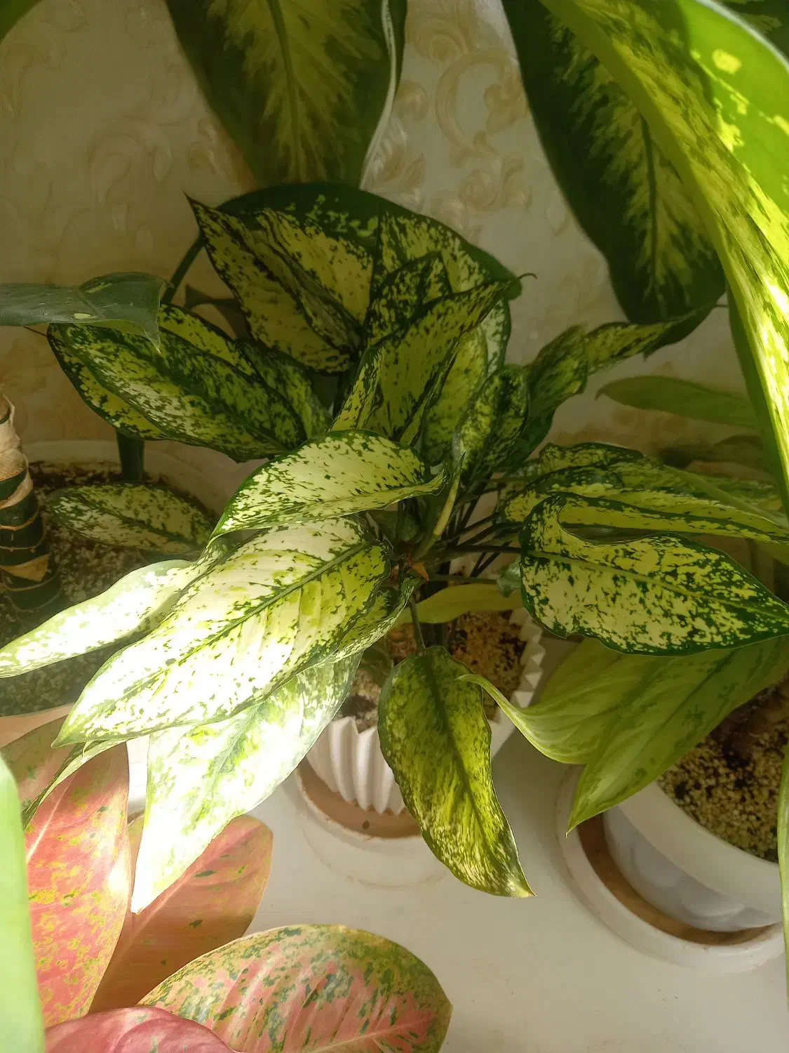 گل خانگی|گل و گیاه طبیعی|مهدی شهر, |دیوار