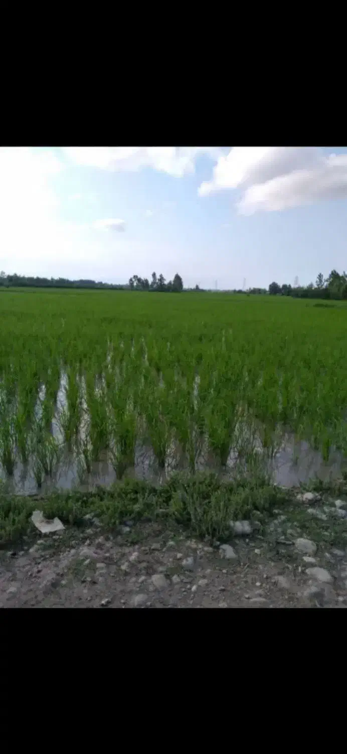 فروش ۱۰ هکتار شالیزار سنتی زیر کشت بر آسفالت|فروش زمین و ملک کلنگی|رشت, بازار|دیوار