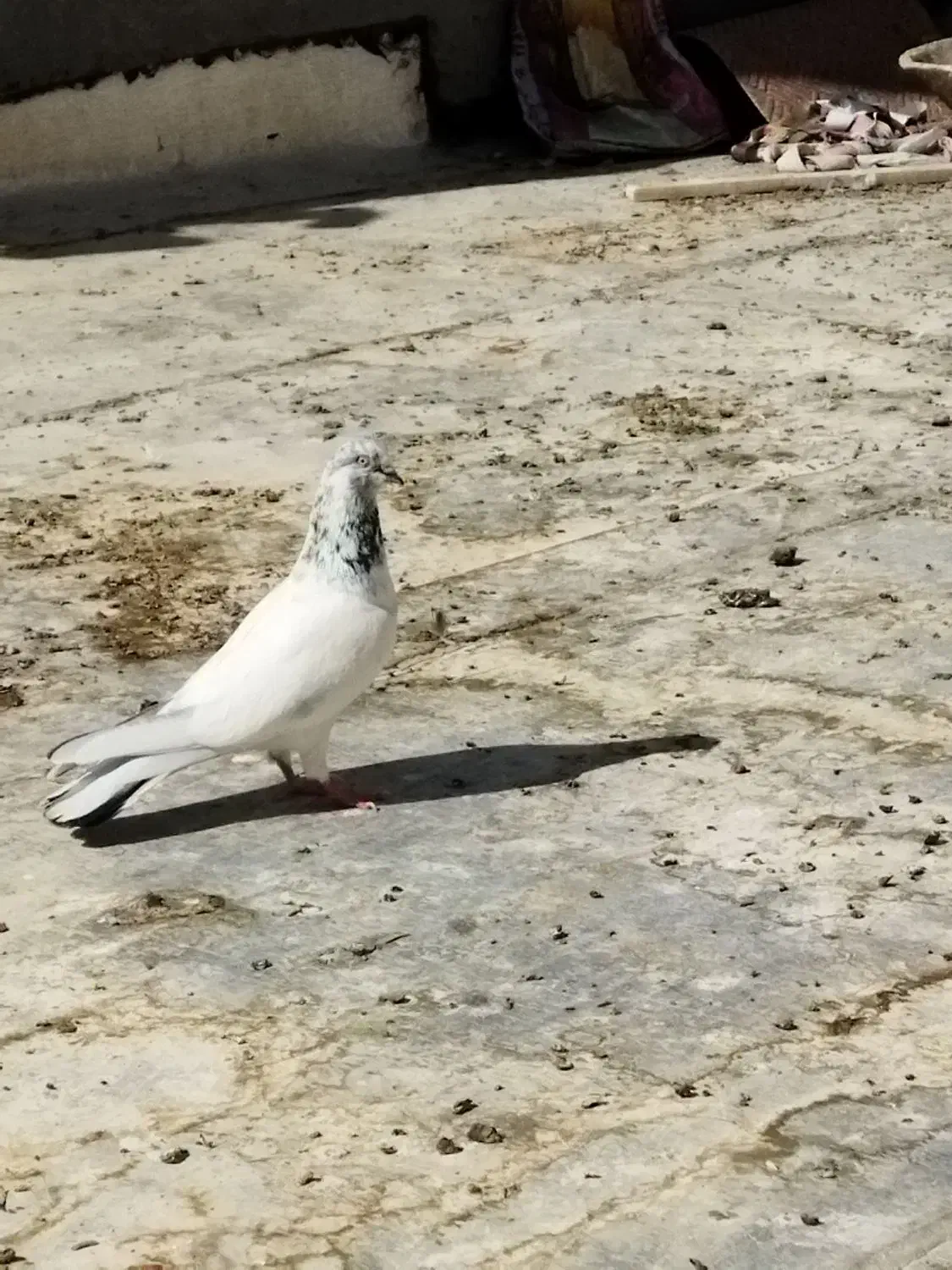 یه بوم کبوتر فروشی|پرنده|خمینیشهر, |دیوار