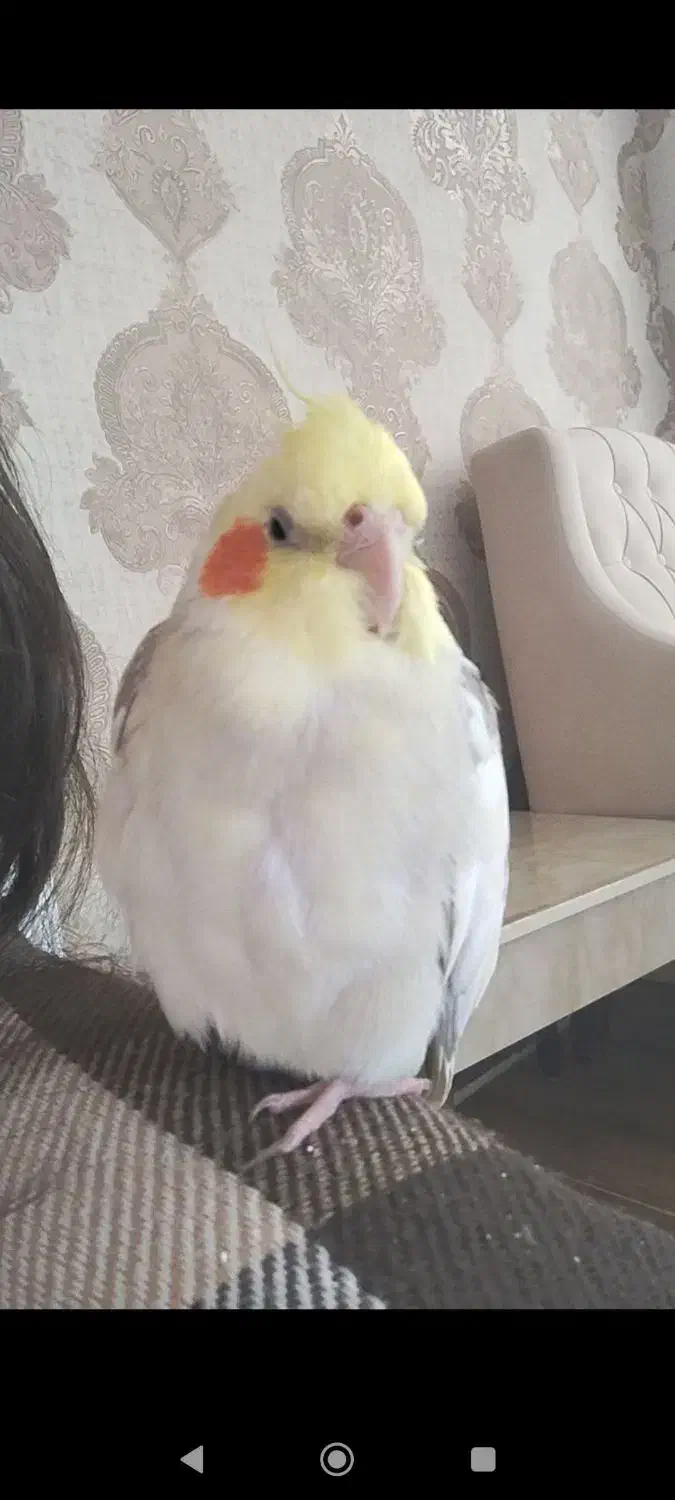 گمشده، عروس هلندی در اطراف پشت هتل هاله|پرنده|بانه, |دیوار