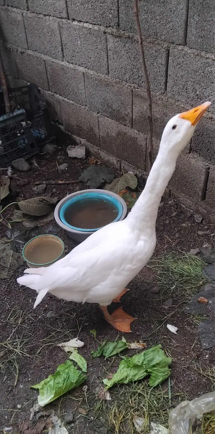 فروش غاز سنگین وزن نر|حیوانات مزرعه|رانکوه, |دیوار