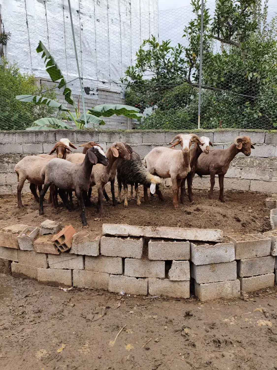 بره گوسفند ۱۰ تا|حیوانات مزرعه|قائمشهر, |دیوار
