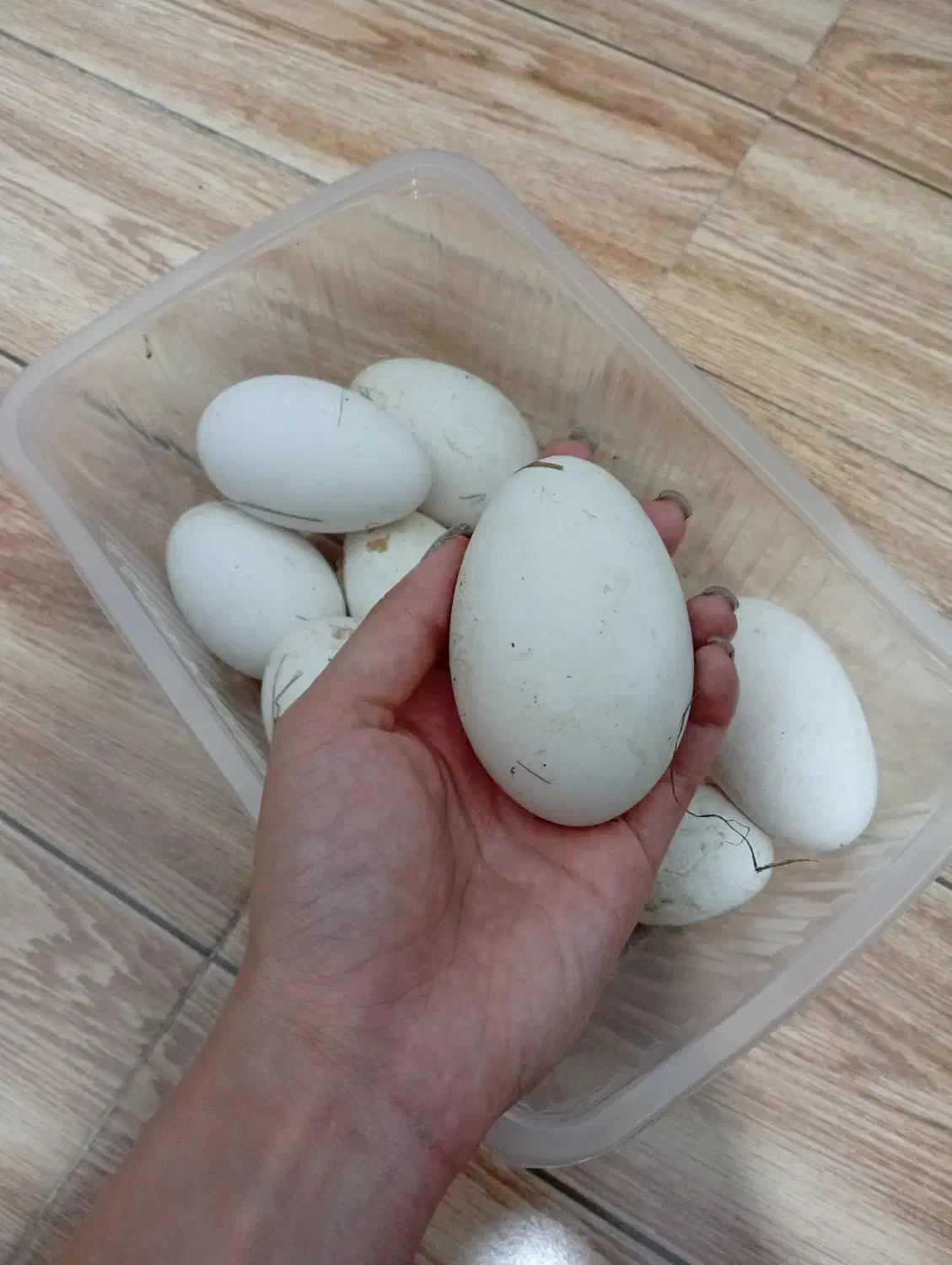 تخم قو غاز و آفریقای نطفه دار|حیوانات مزرعه|آستانه اشرفیه, |دیوار