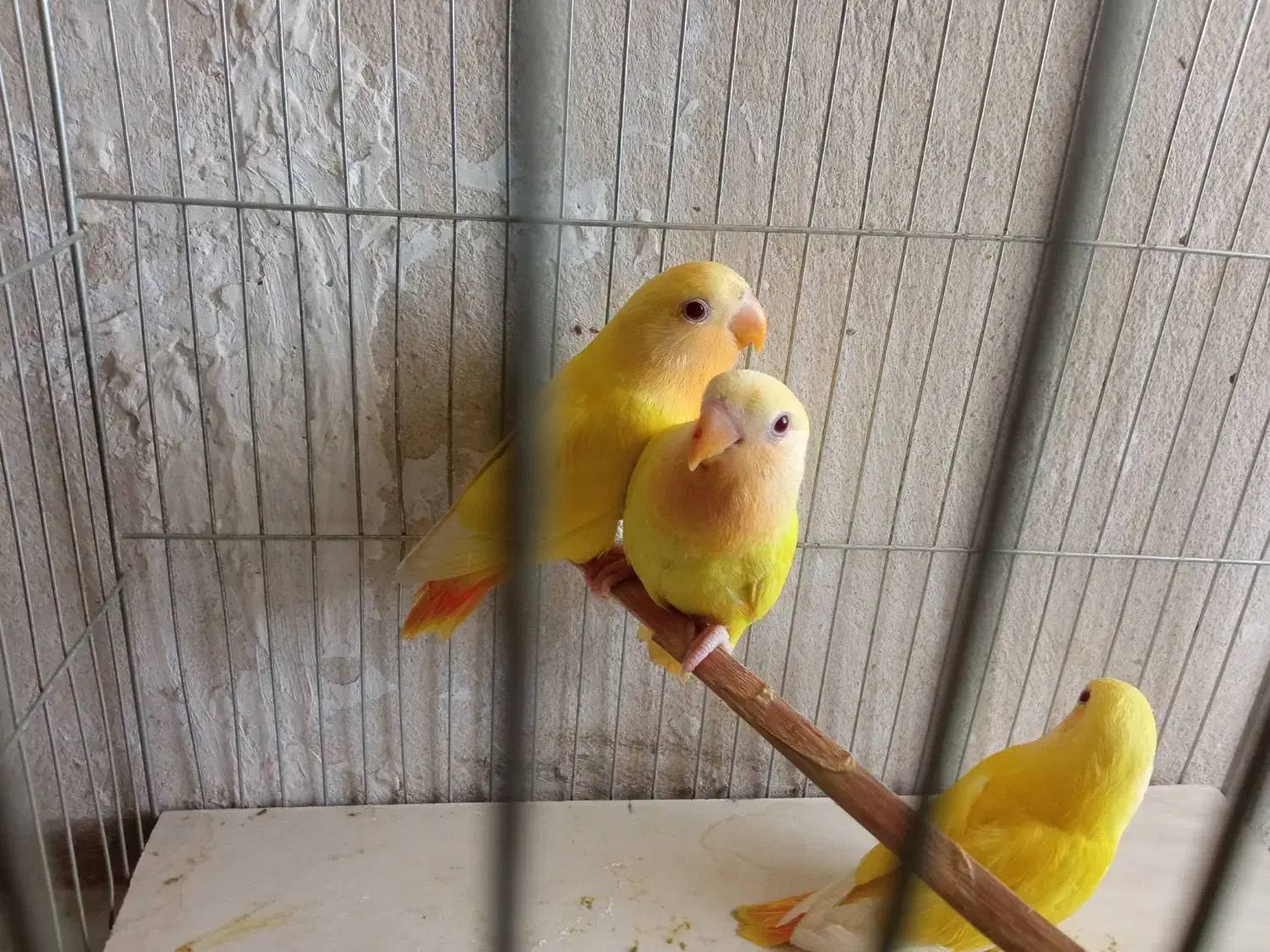 طوطی برزیلی|پرنده|شیراز, لاله|دیوار