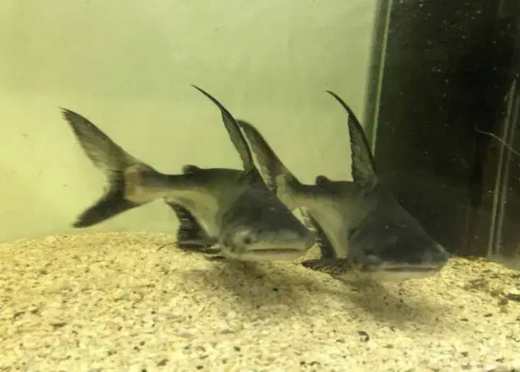 پنکوس شکاری|ماهی|مهاباد (آذربایجان غربی), |دیوار