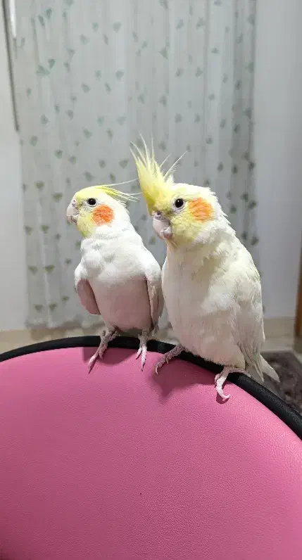 عروس هلندی لاترینو|پرنده|سمنان, |دیوار