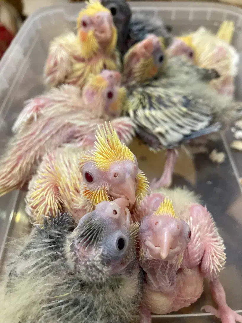 عروس هلندی سرلاکی در رنگ بندی(مولد و بالغ)|پرنده|رشت, یخسازی|دیوار