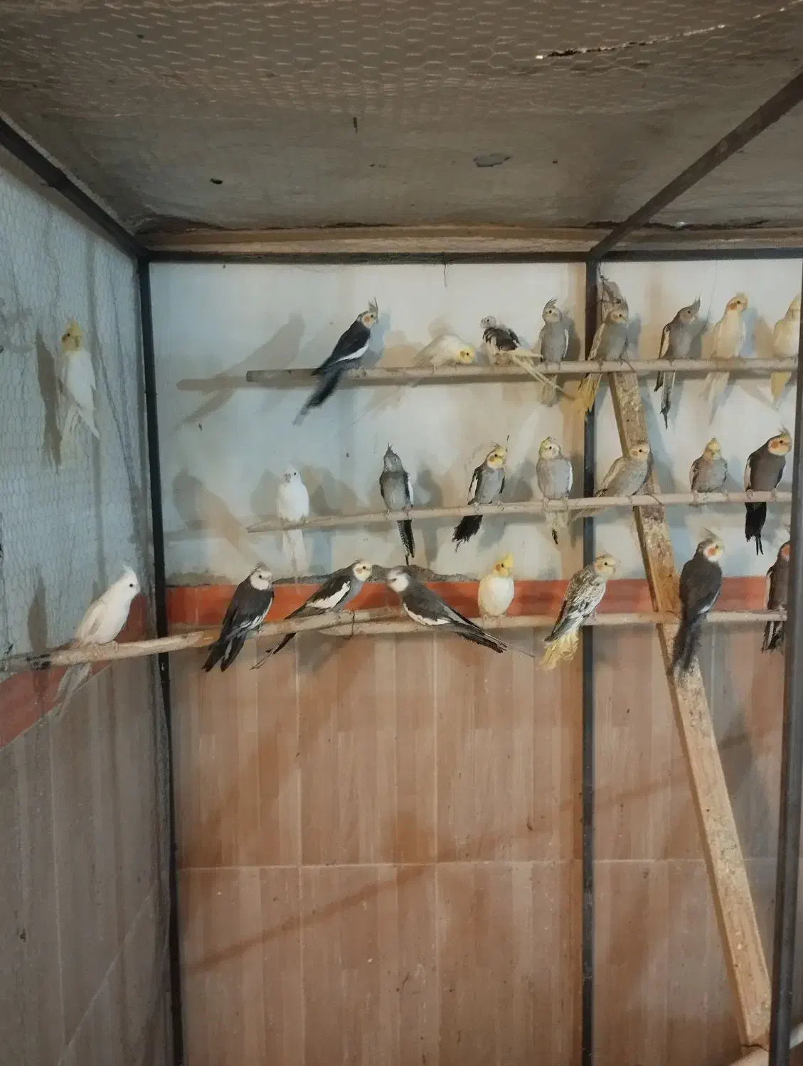 عروس هلندی|پرنده|ارومیه, |دیوار