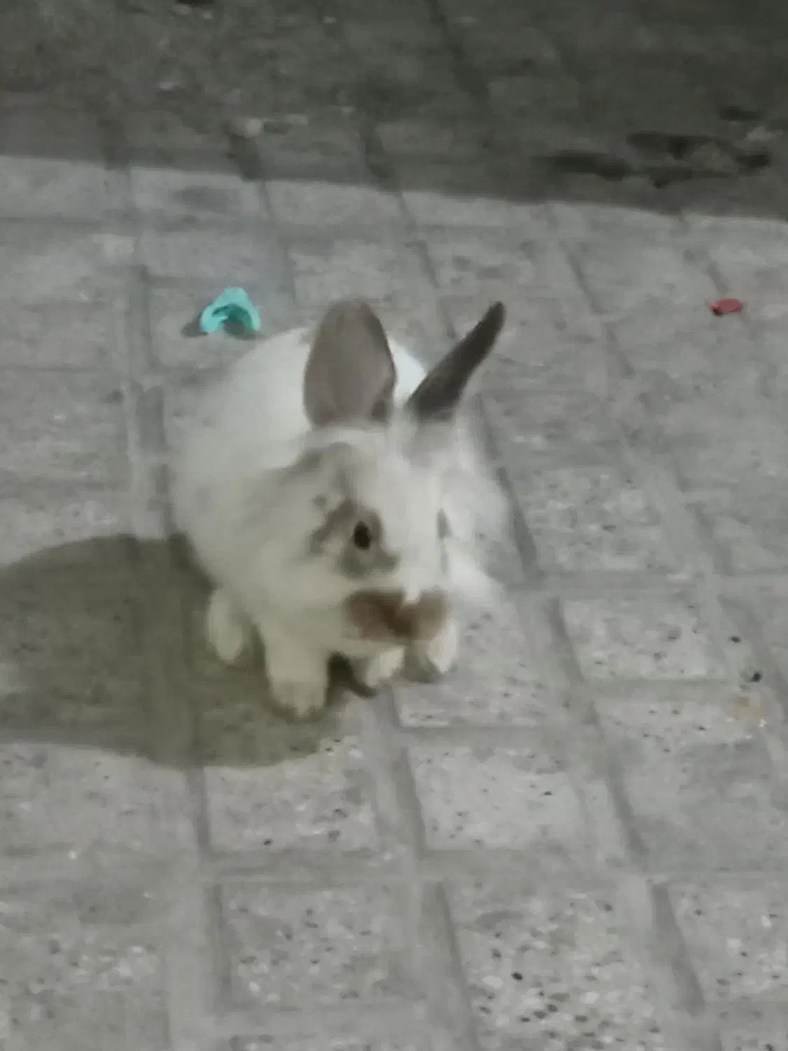 خرگوش لپ نر|موش و خرگوش|مشهد, نظام دوست|دیوار