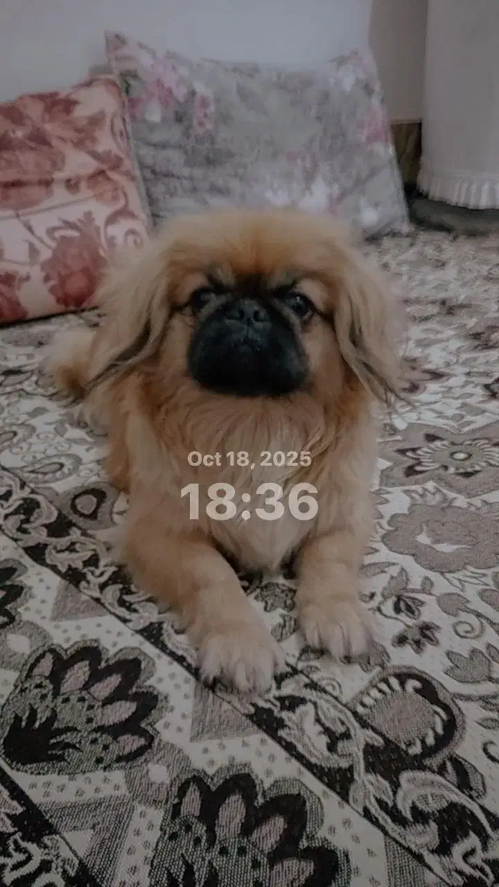 سگ پکینز اصل جنسیت نر، معاوضه با گوشی|سگ|تربتحیدریه, پائین ولایت|دیوار