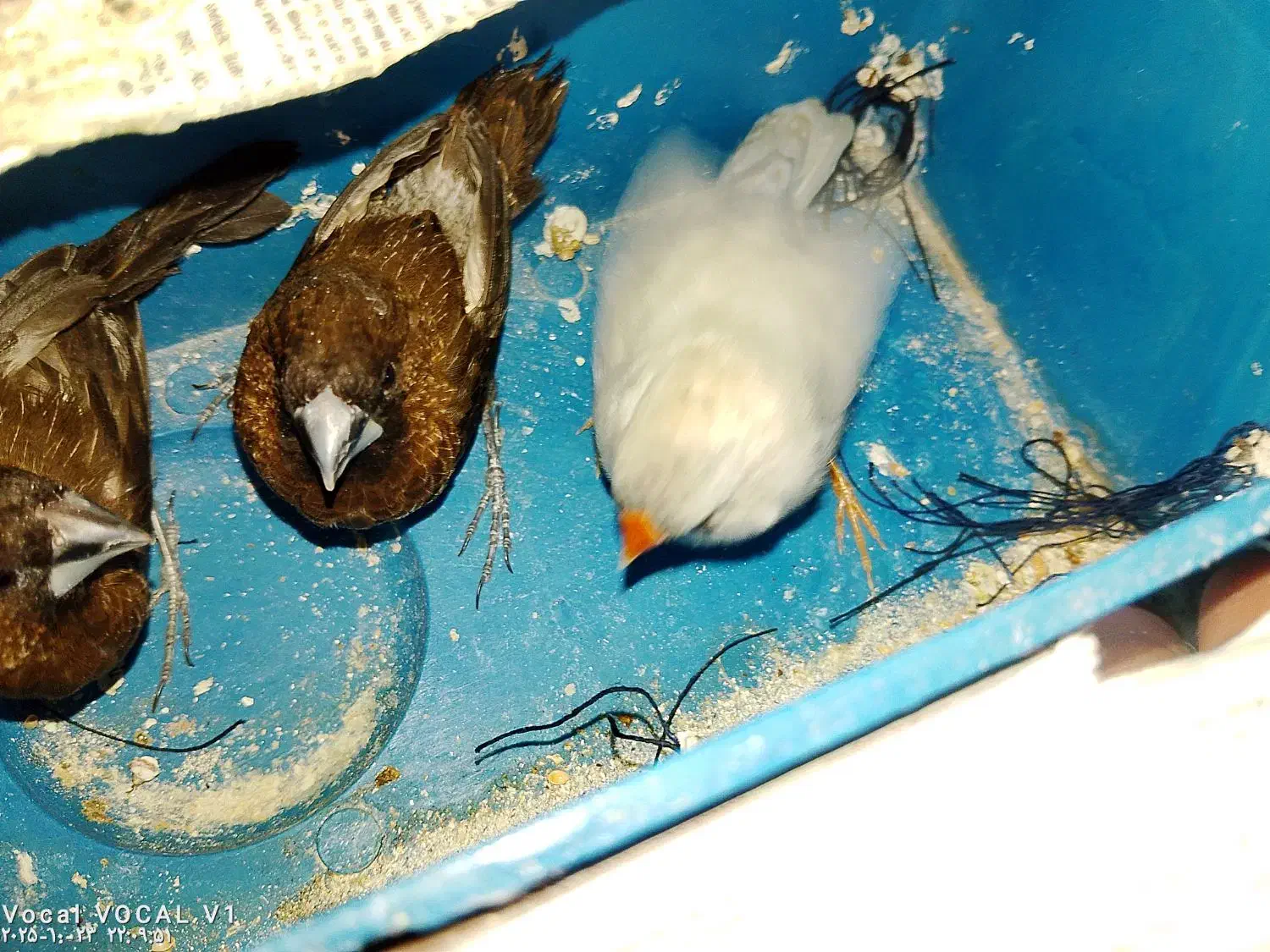 سه تا فنچ دوتا بنگالی یک دونه نرگسی|پرنده|عنبرآباد, |دیوار