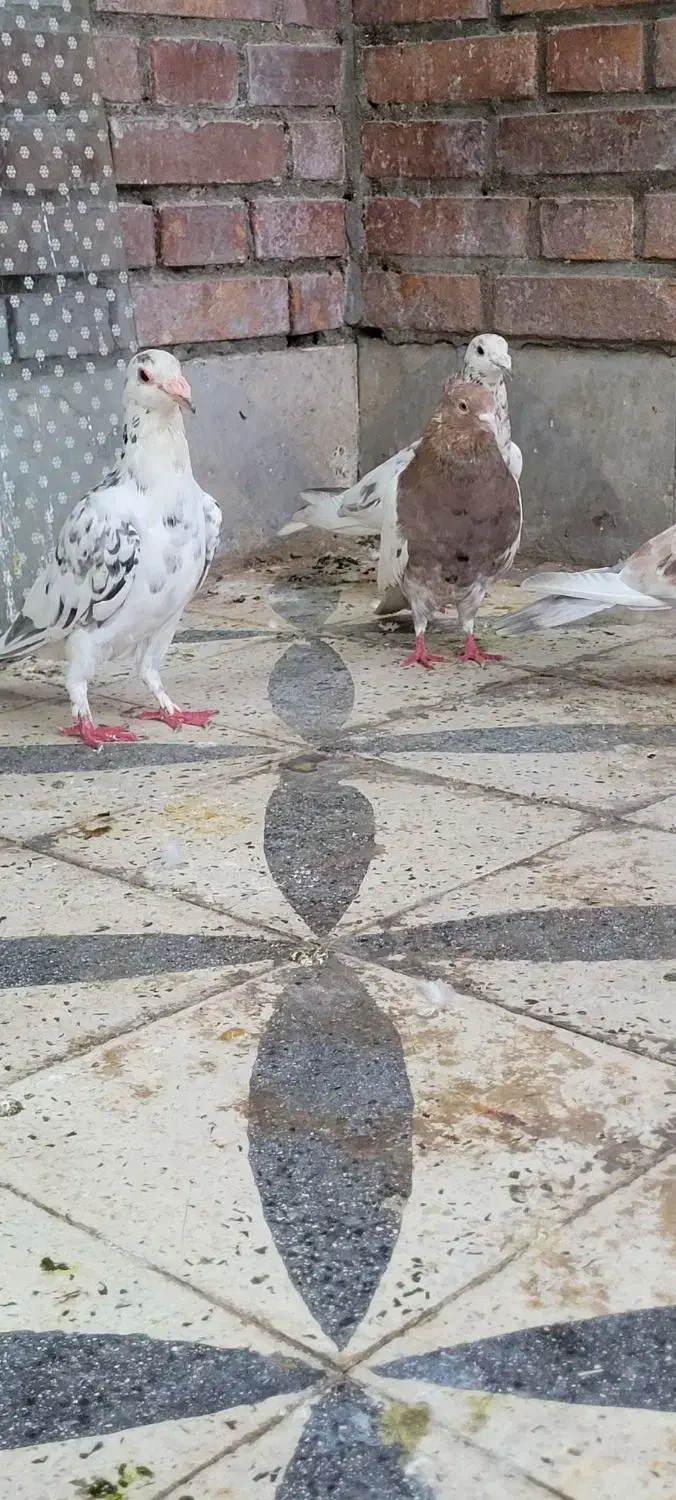 گرفتنی شب|پرنده|دزفول, |دیوار