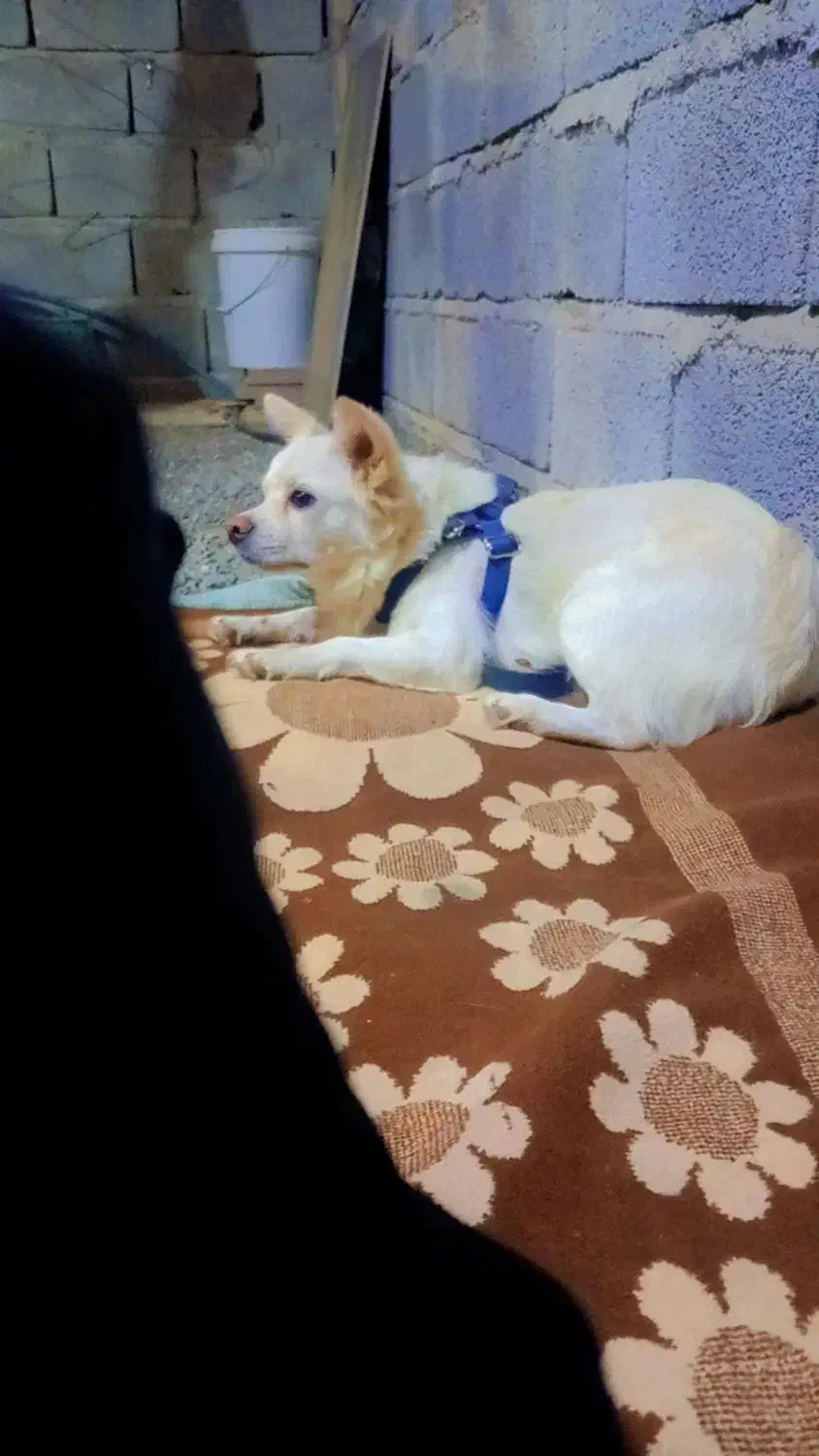 سگ پامر ماده|سگ|جیرفت, |دیوار