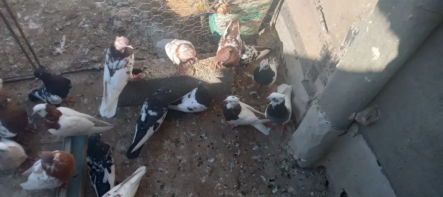 ۴۰ عدد کبوتر طوقی کاکلی|پرنده|عجب شیر, |دیوار