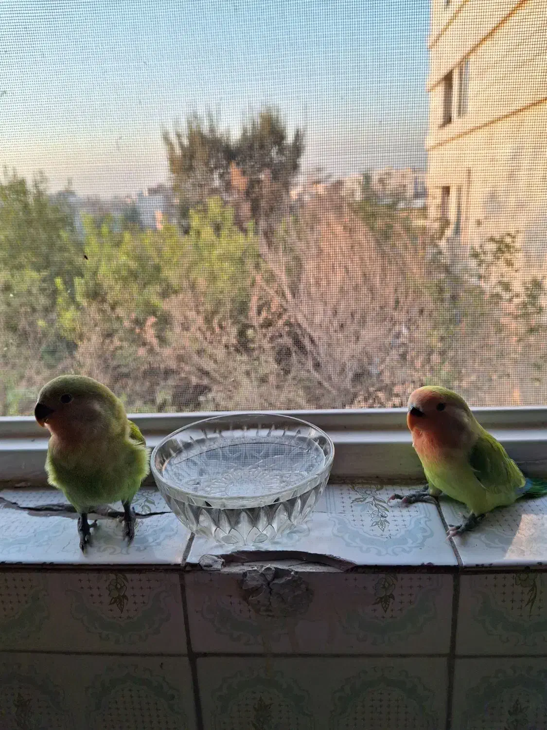 طوطی برزیلی دستی|پرنده|تهران, والفجر (افسریه)|دیوار