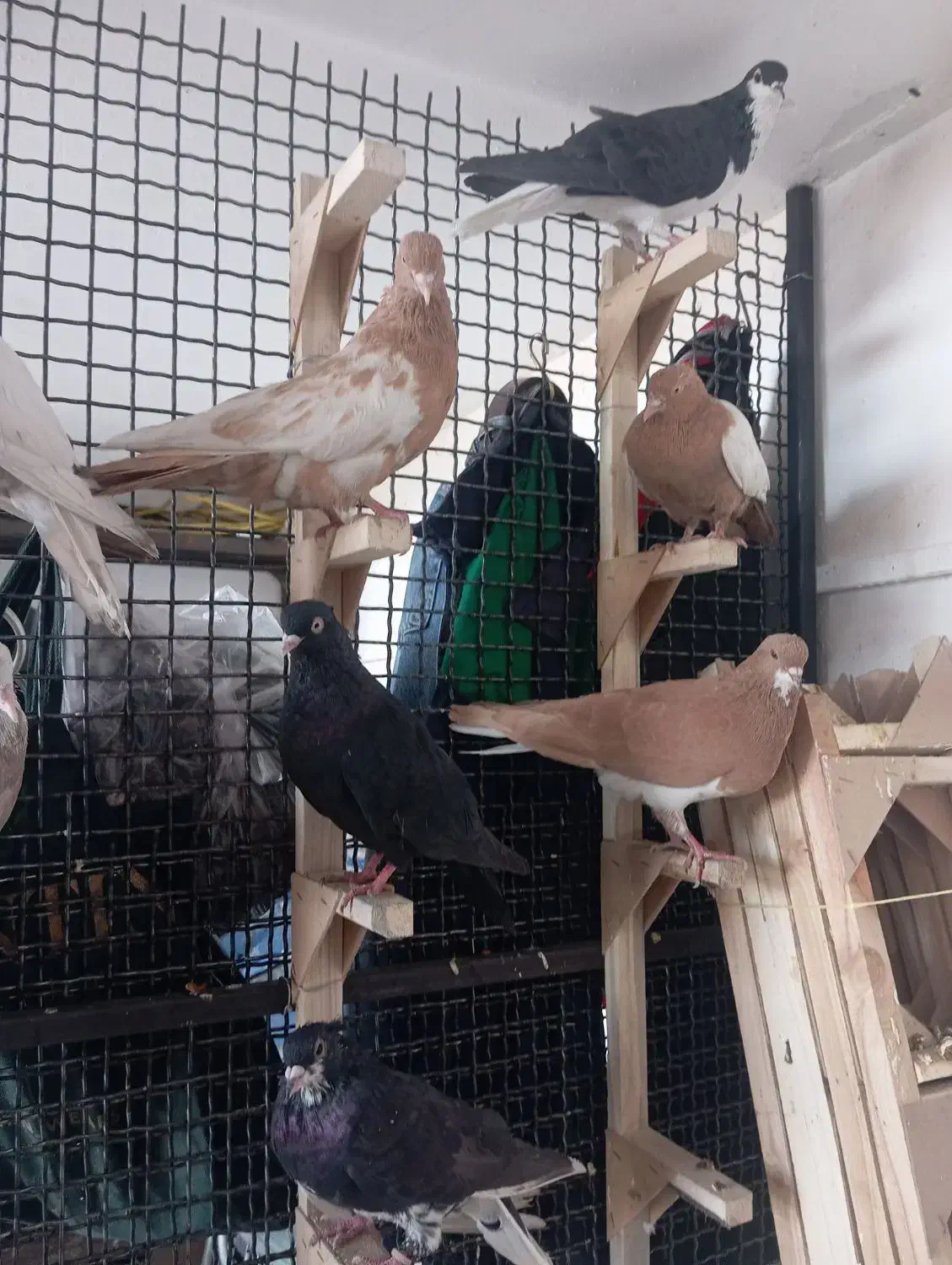 چندتا کفتر هوایی گرفتنی. فقط رو هم|پرنده|شیراز, وزیرآباد|دیوار