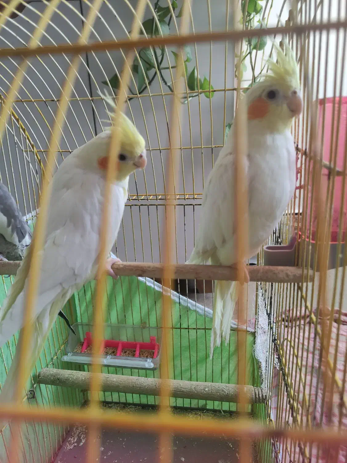 عروس هلندی|پرنده|امیدیه, |دیوار