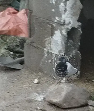 کبوتر گم شده در روستای چهر|پرنده|بیستون, |دیوار