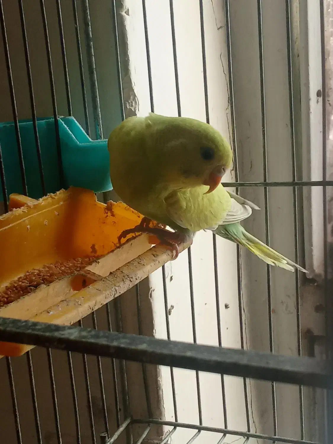 مرغ عشق ماده|پرنده|اسلام‌‌آباد غرب, |دیوار