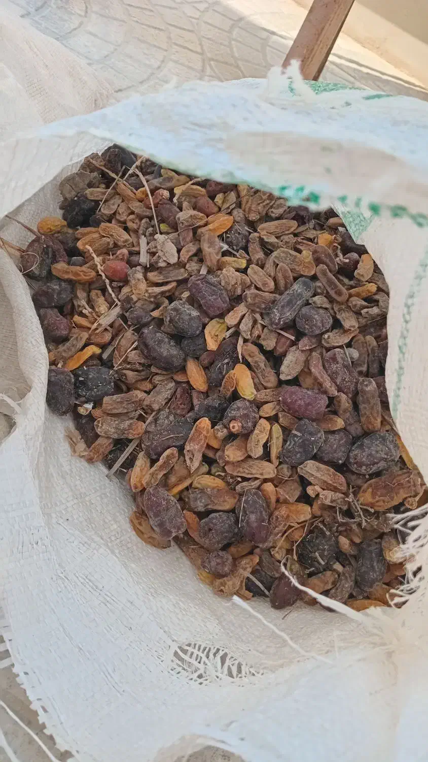 غذای دام /کنگه /کیلو ۱۵۰۰۰تومان|لوازم جانبی حیوانات|بندر دیر, |دیوار