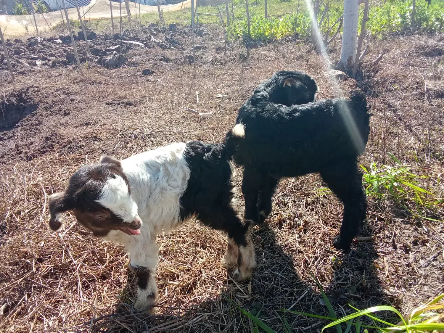 بزغاله|حیوانات مزرعه|رشت, حومه رشت|دیوار