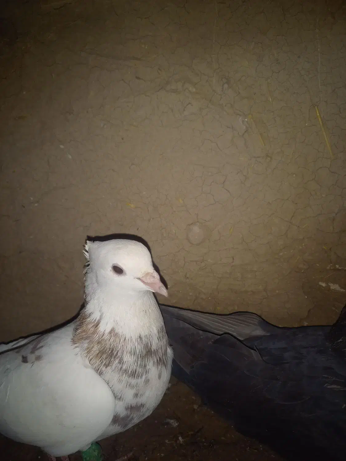 رنگی|پرنده|رامهرمز, |دیوار