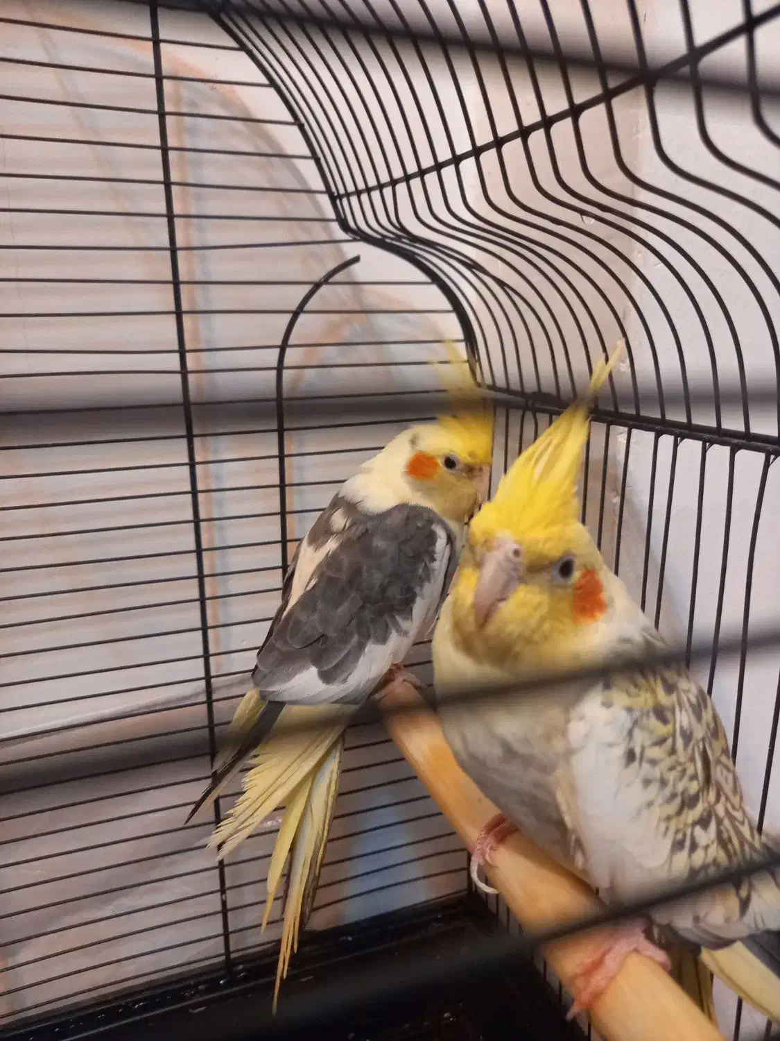 جفت عروس هلندی نر  و ماده|پرنده|مشهد, الهیه|دیوار