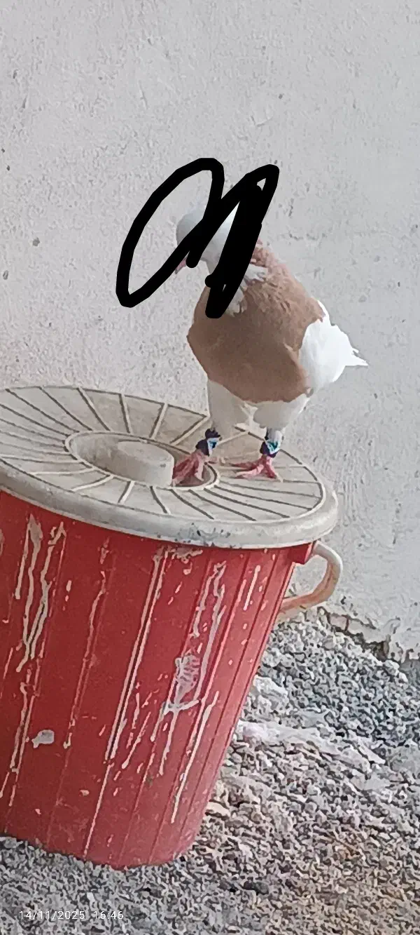 گمشده کبوتر طوقی|حیوانات|میناب, |دیوار