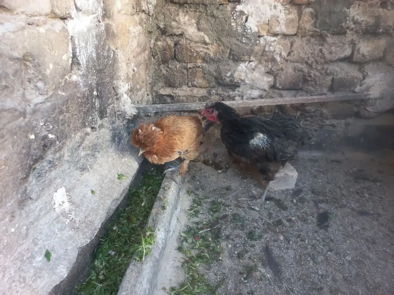 دو عدد مرغ محلی|حیوانات مزرعه|قم, علی آباد سعدگان|دیوار