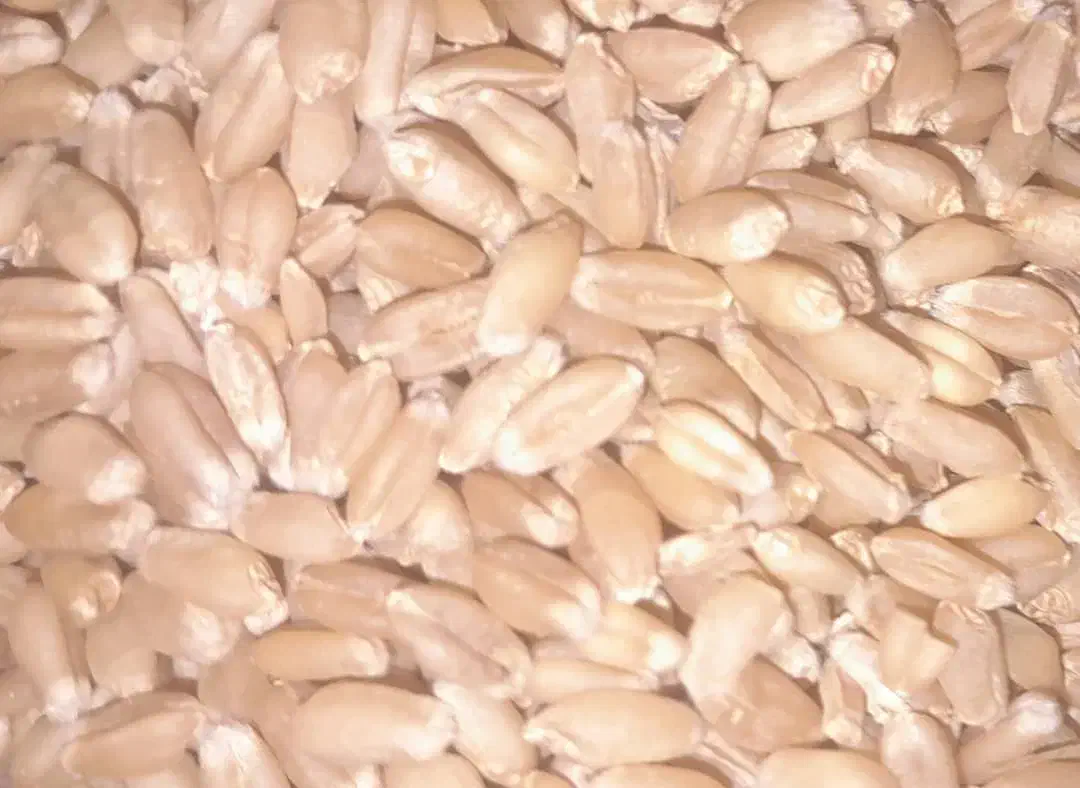 فروش گندم بذری وخوردنی درجه(۱)|خوردنی و آشامیدنی|شوشتر, |دیوار