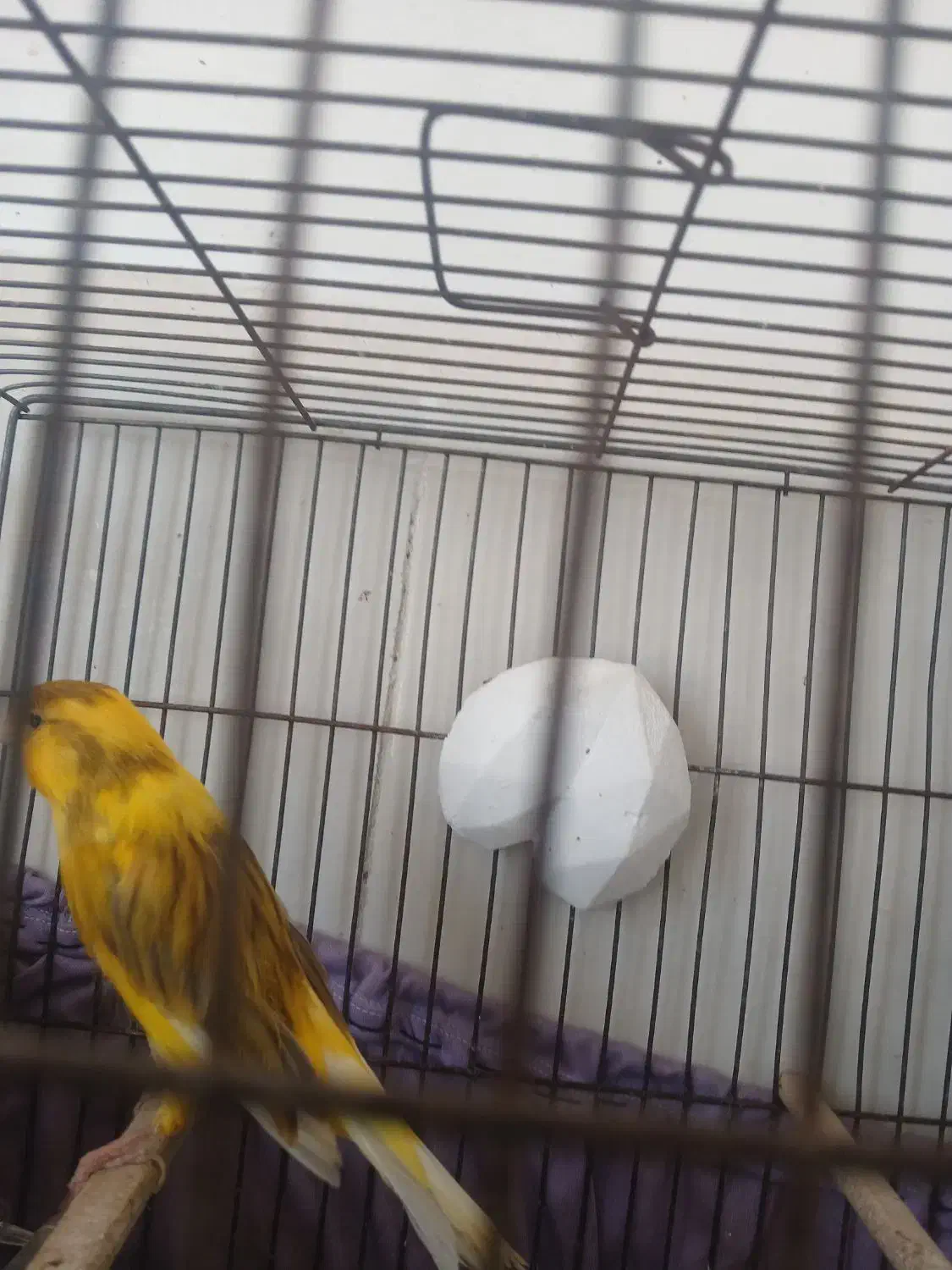 قناری نر ابلق|پرنده|ری, علایین|دیوار