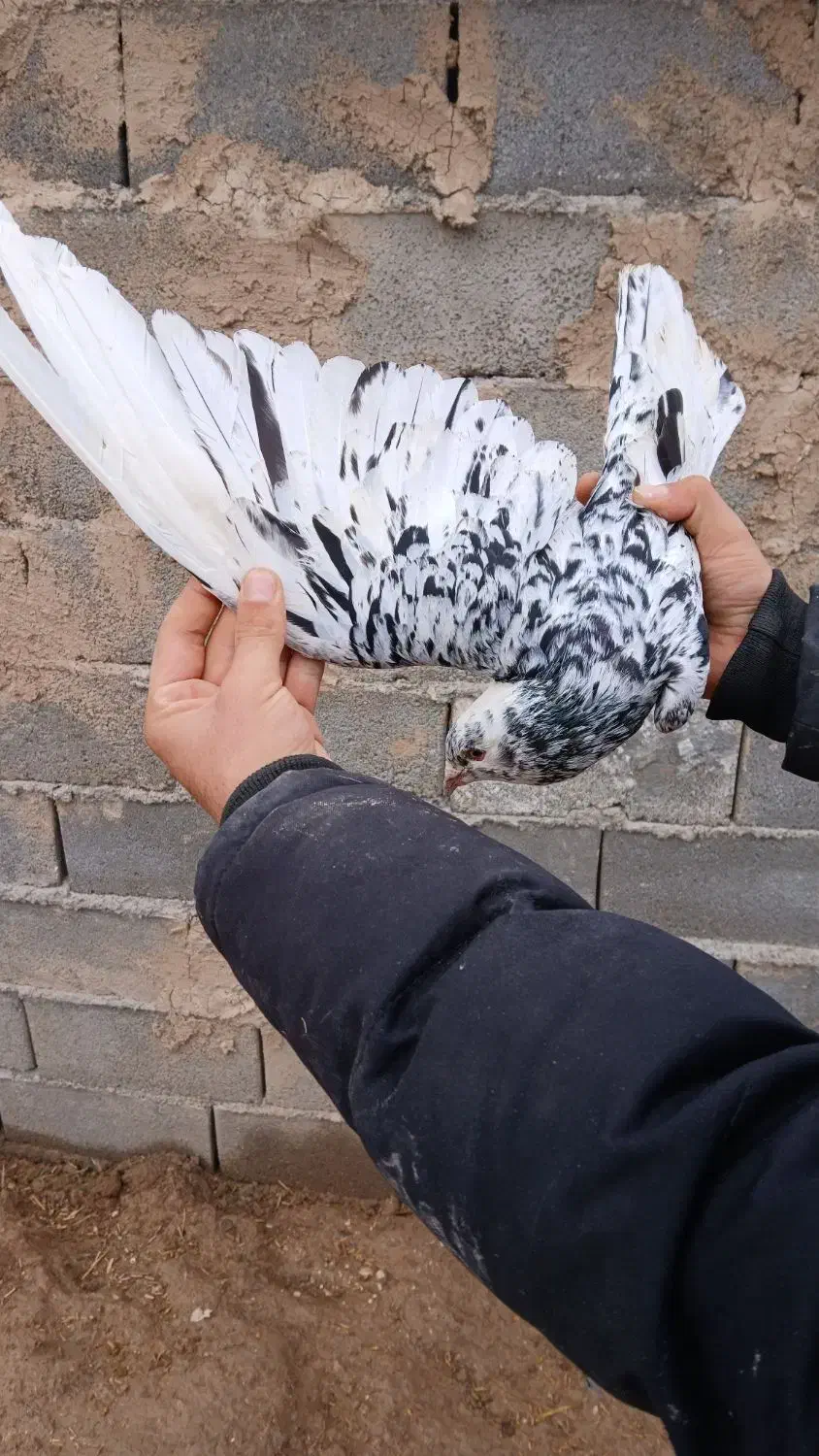 کبوتر|حیوانات|بجنورد, |دیوار