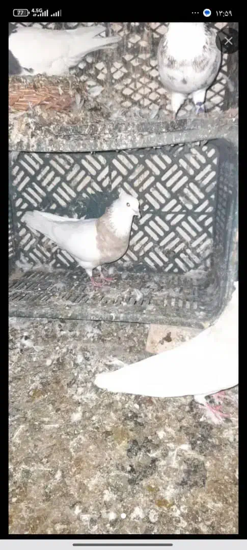 کبوتر طوقی نسل اجوری زری قهوای|پرنده|سنندج, |دیوار