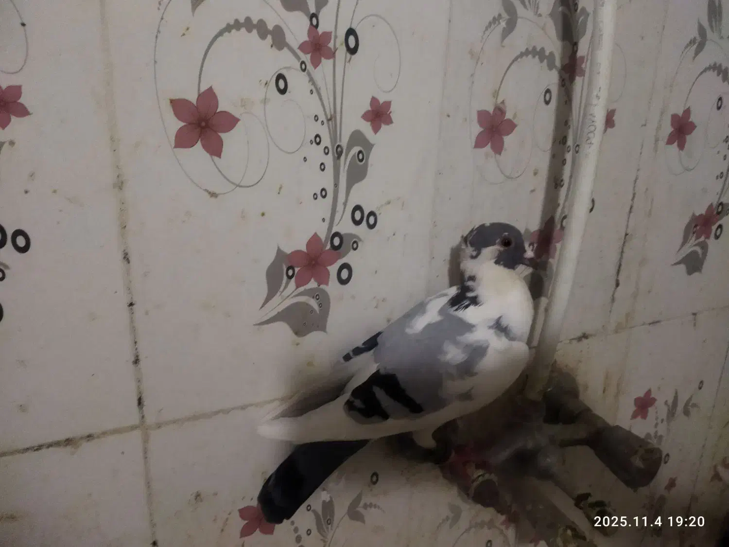 فروش 3عدد پلنگ کرمانی|پرنده|سراوان, |دیوار