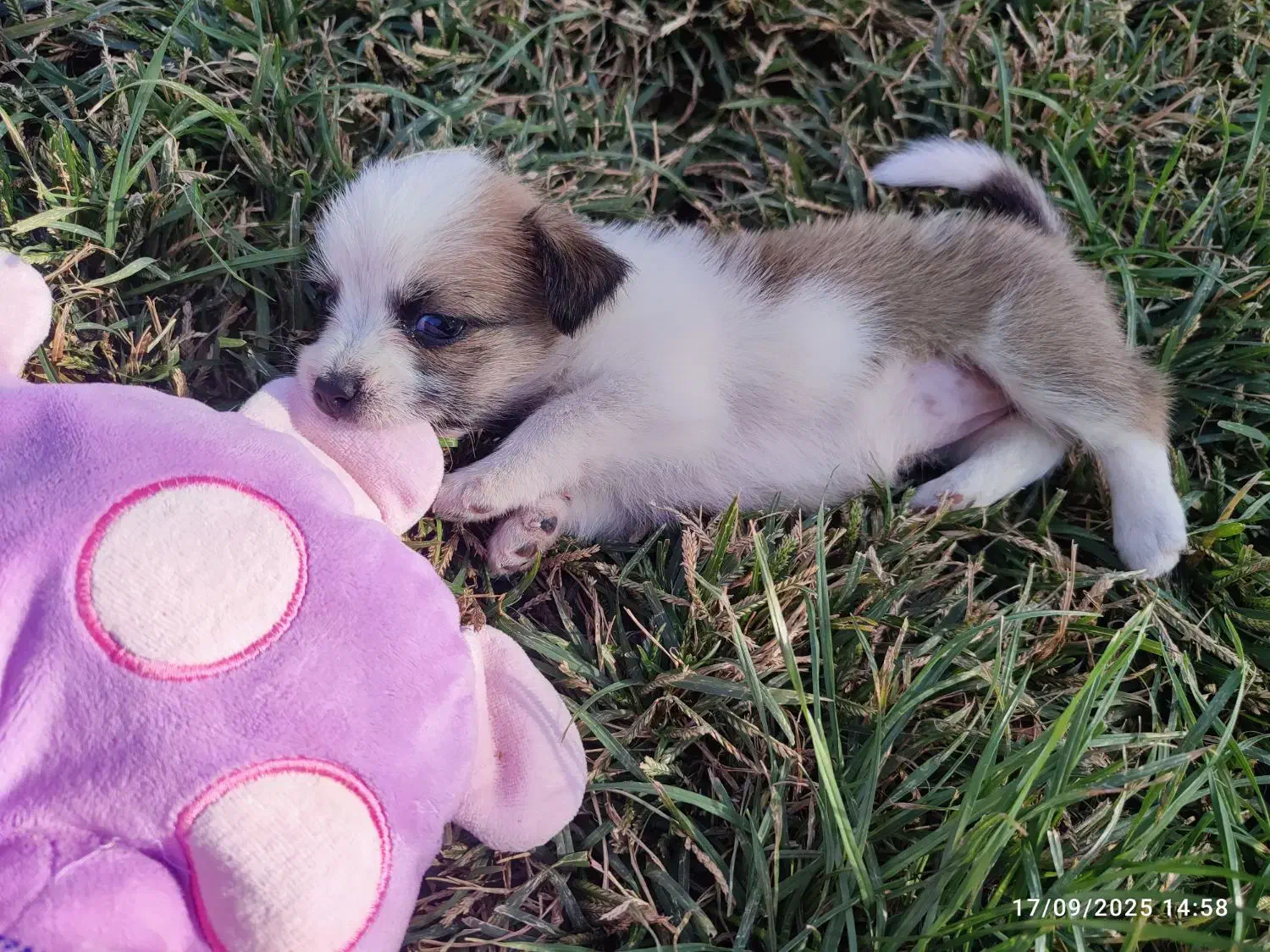 سگ شیتزو|سگ|مشهد, شترک|دیوار