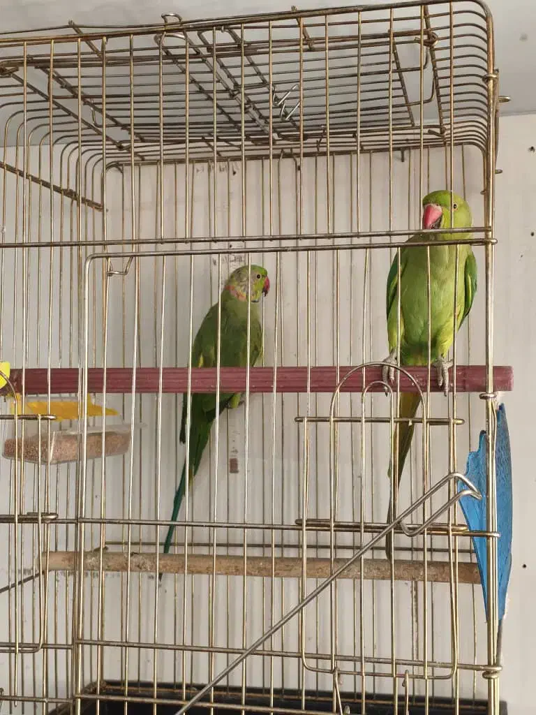 طوطی ملنگو|پرنده|اشنویه, |دیوار