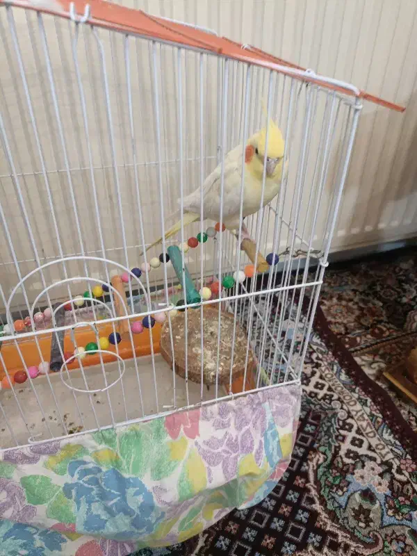 عروس هلندی دستی وباهوش وسخنگو|پرنده|زنجان, |دیوار