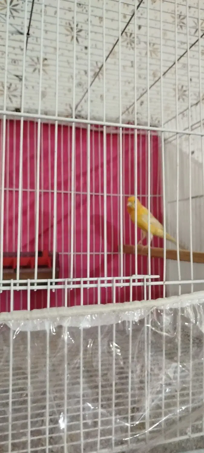 قناری نروماده|پرنده|مشهد, حضرت حجت|دیوار