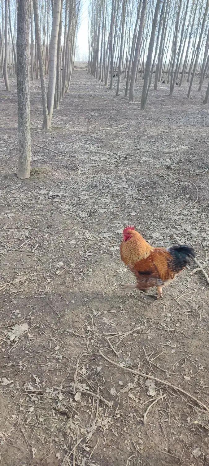 خروس|حیوانات مزرعه|رشت, توشیبا|دیوار