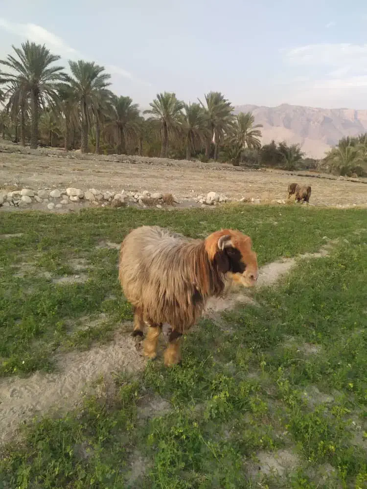 گوسفند|حیوانات مزرعه|بهبهان, |دیوار