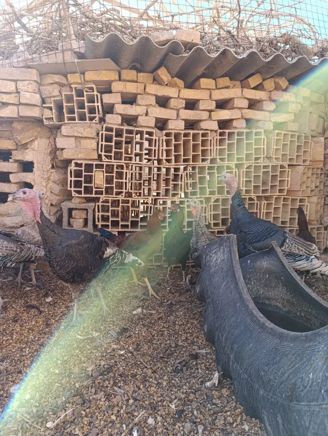 بوقلمون فروشی|حیوانات مزرعه|اردکان, |دیوار