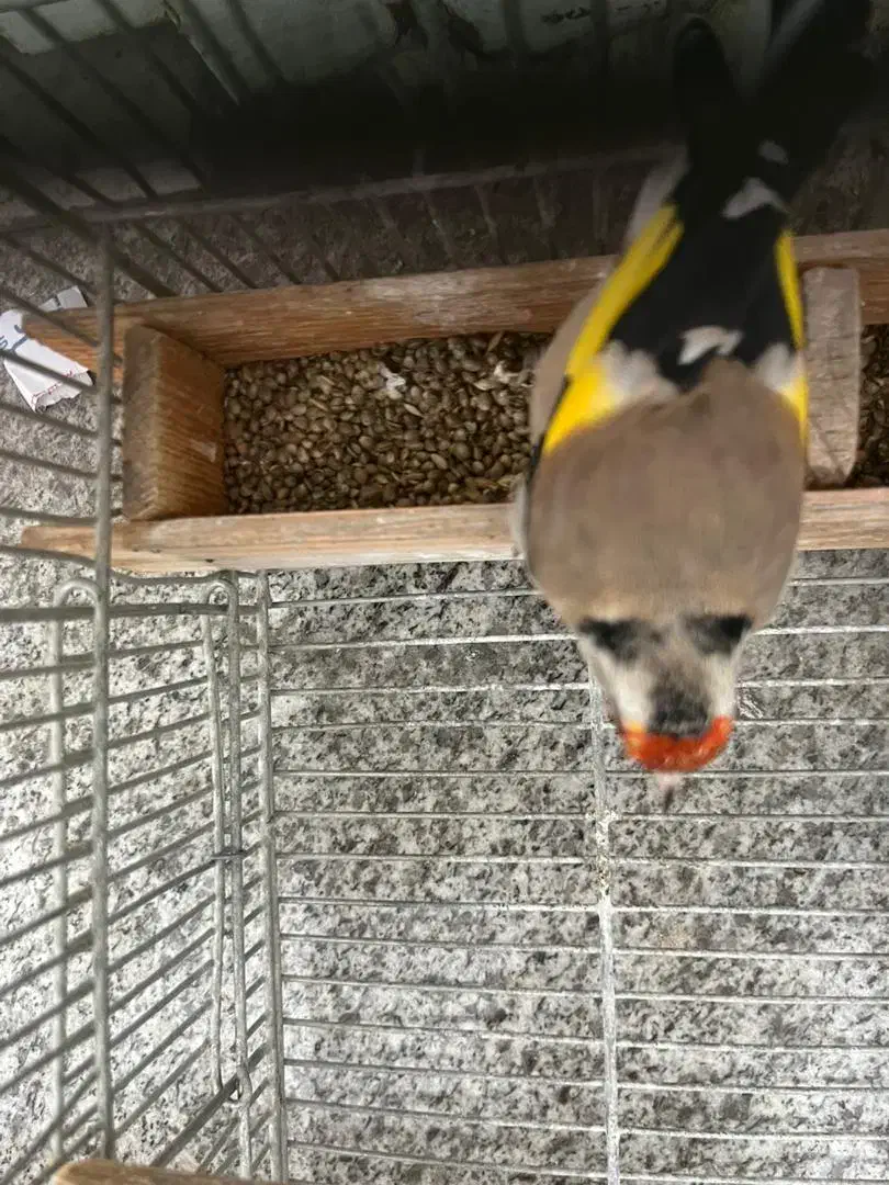 سهره|پرنده|شیراز, انجیر|دیوار