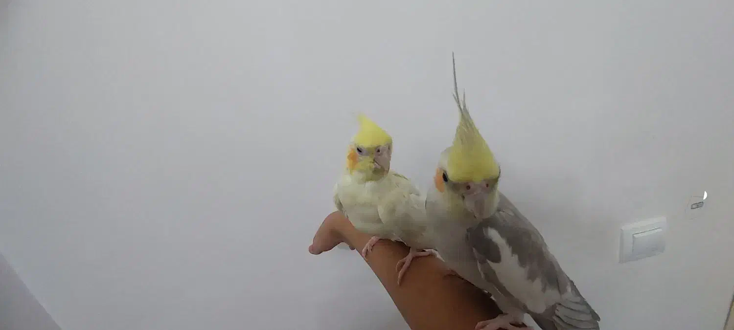 یه جفت عروس هلندی سالم|پرنده|زابل, |دیوار