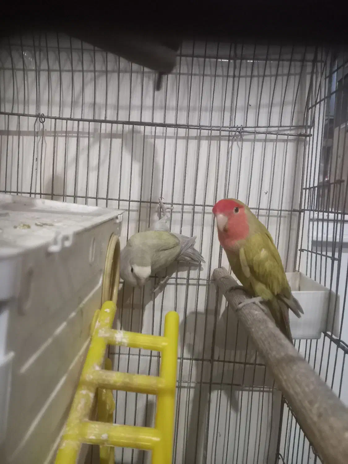 طوطی برزیلی|پرنده|کرج, گلشهر|دیوار