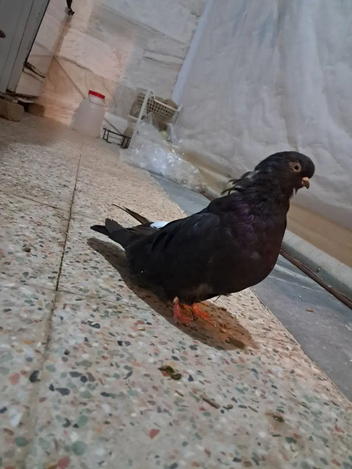 گبوتر|پرنده|گلپایگان, |دیوار