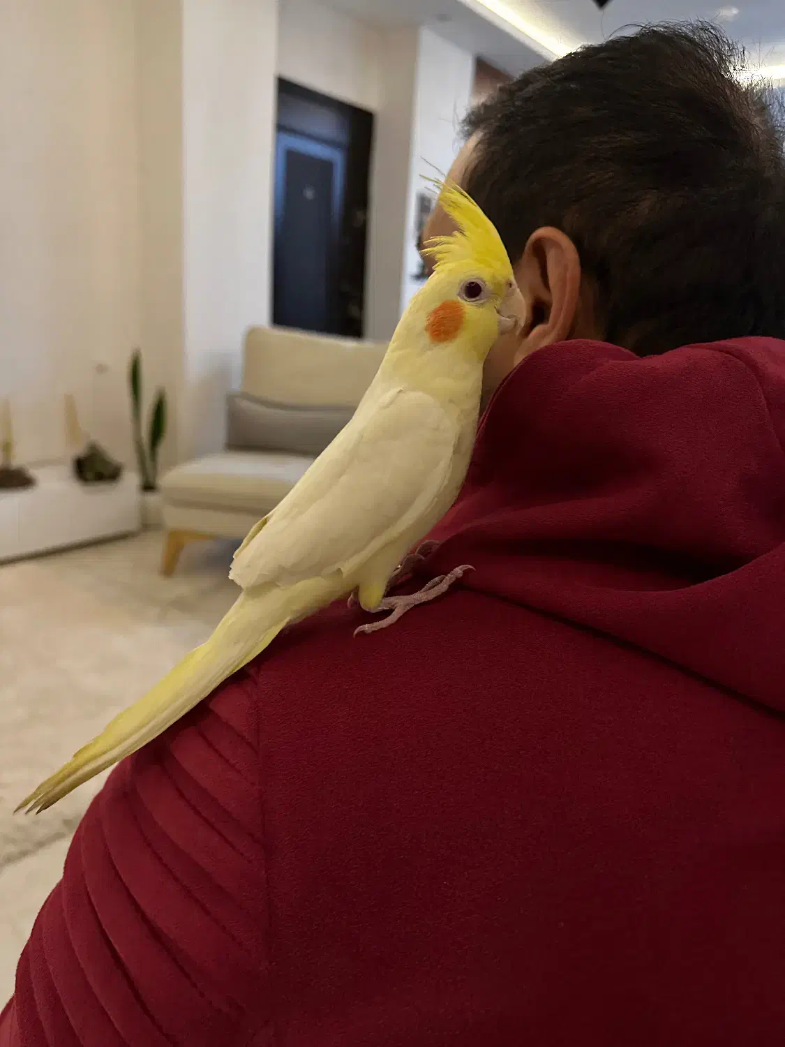 عروس هلندی|پرنده|بندر انزلی, ساحل قو|دیوار