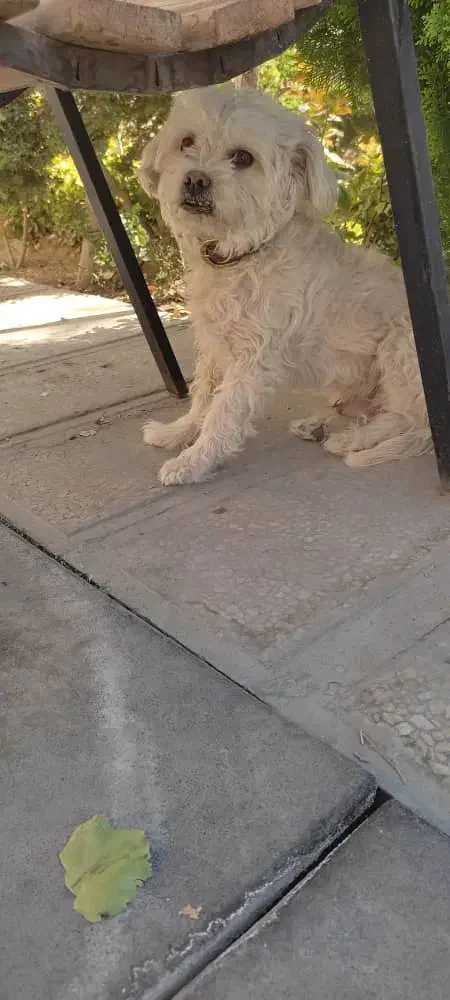 سگ شیتزو|سگ|مشهد, رضاییه|دیوار