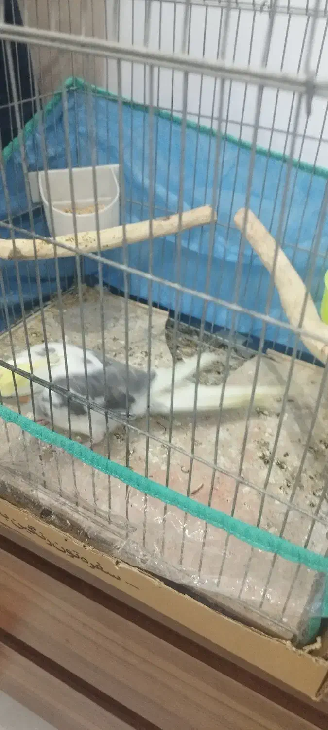 فروش عروس هلندی سخن گو|پرنده|بندر ماهشهر, |دیوار