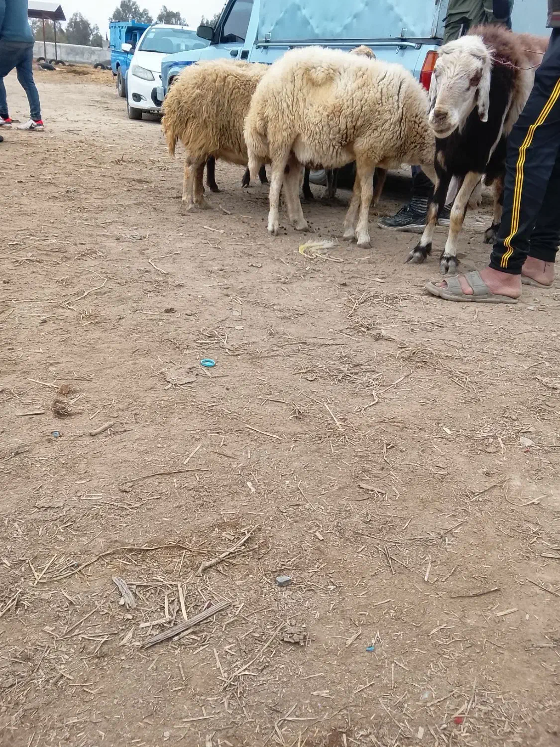 قوچ وبره قوچ|حیوانات مزرعه|آق قلا, |دیوار