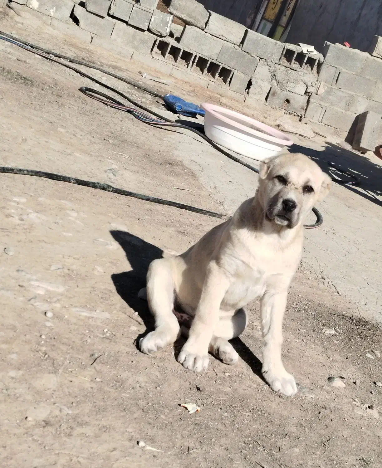 افقانی|سگ|شیروان (خراسان), |دیوار